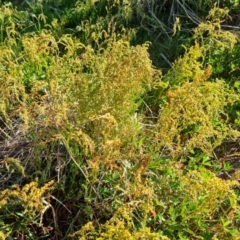 Rumex acetosella at Jerrabomberra, ACT - 30 Sep 2023 04:09 PM