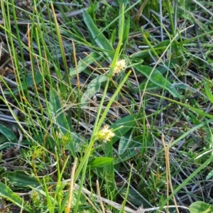 Carex breviculmis at O'Malley, ACT - 30 Sep 2023 03:38 PM