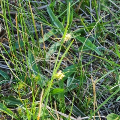 Carex breviculmis (Short-Stem Sedge) at O'Malley, ACT - 30 Sep 2023 by Mike