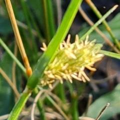 Carex breviculmis at O'Malley, ACT - 30 Sep 2023 03:38 PM