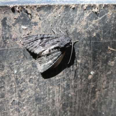 Neumichtis nigerrima (Black Turnip Moth) by arjay