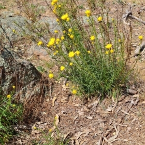 Xerochrysum viscosum at Fadden, ACT - 30 Sep 2023