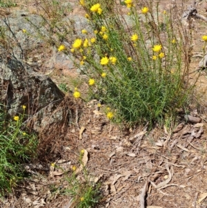 Xerochrysum viscosum at Fadden, ACT - 30 Sep 2023