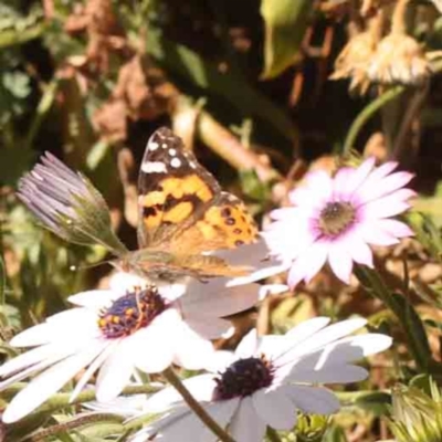 Vanessa kershawi (Australian Painted Lady) at Turner, ACT - 24 Sep 2023 by ConBoekel