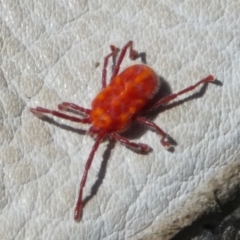 Trombidiidae (family) (Red velvet mite) at Charleys Forest, NSW - 30 Sep 2023 by arjay