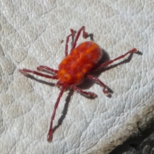 Trombidiidae (family) at Charleys Forest, NSW - 30 Sep 2023