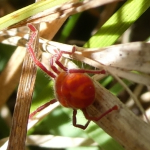 Trombidiidae (family) at Charleys Forest, NSW - suppressed