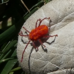 Trombidiidae (family) at Charleys Forest, NSW - suppressed