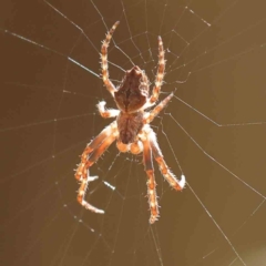 Socca pustulosa (Knobbled Orbweaver) at Sullivans Creek, Turner - 24 Sep 2023 by ConBoekel