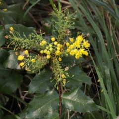 Berberis aquifolium (Oregon Grape) at Sullivans Creek, Turner - 24 Sep 2023 by ConBoekel