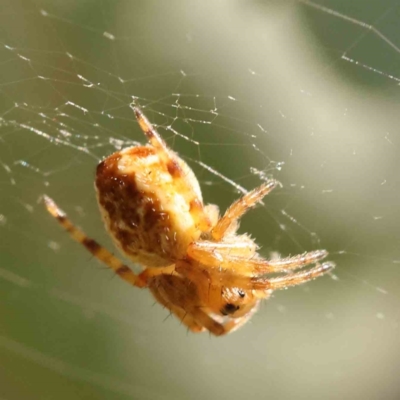 Salsa fuliginata (Sooty Orb-weaver) at Sullivans Creek, Turner - 24 Sep 2023 by ConBoekel