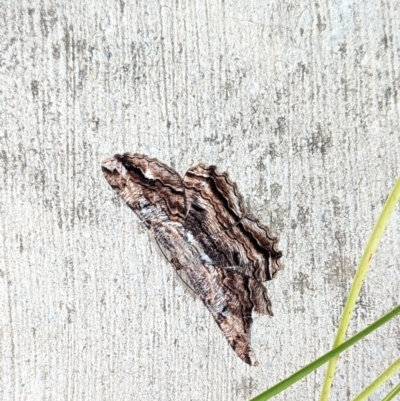 Scioglyptis lyciaria (White-patch Bark Moth) at Dickson, ACT - 21 Mar 2023 by Tempesta