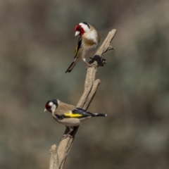 Carduelis carduelis (European Goldfinch) at Mount Ainslie - 25 Sep 2023 by trevsci