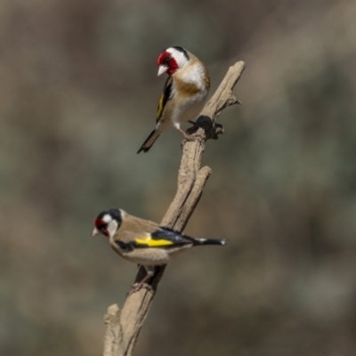Carduelis carduelis (European Goldfinch) at Majura, ACT - 25 Sep 2023 by trevsci
