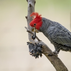 Callocephalon fimbriatum (Gang-gang Cockatoo) at Majura, ACT - 28 Sep 2023 by trevsci