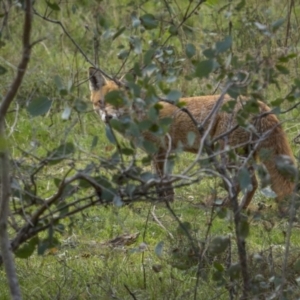 Vulpes vulpes at Campbell, ACT - 28 Sep 2023