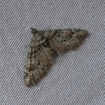Phrissogonus laticostata (Apple looper moth) at Mongarlowe River - 19 Sep 2023 by arjay