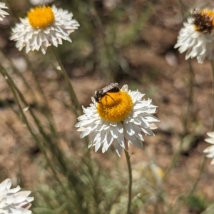 Lasioglossum (Chilalictus) sp. (genus & subgenus) at Holder, ACT - 30 Sep 2023