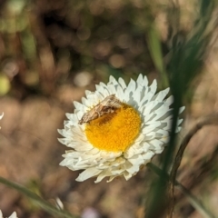 Hellula hydralis (Cabbage Centre Moth) at Holder, ACT - 28 Sep 2023 by Miranda