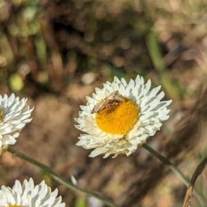 Hellula hydralis at Holder, ACT - 28 Sep 2023 03:47 PM