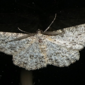 Ectropis fractaria at Charleys Forest, NSW - suppressed