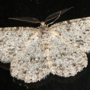 Ectropis fractaria at Charleys Forest, NSW - suppressed