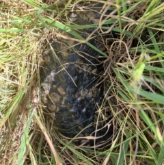 Tiliqua rugosa (Shingleback Lizard) at Fentons Creek, VIC - 29 Sep 2023 by KL