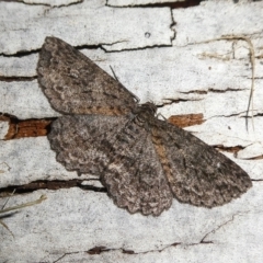 Ectropis fractaria (Ringed Bark Moth) at Mongarlowe River - 18 Apr 2023 by arjay