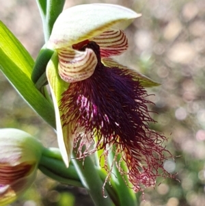 Calochilus platychilus at Yass River, NSW - suppressed