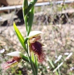 Calochilus platychilus at Yass River, NSW - suppressed