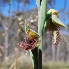 Calochilus platychilus at Yass River, NSW - 30 Sep 2023