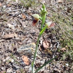 Calochilus platychilus at Yass River, NSW - suppressed