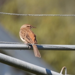 Cincloramphus mathewsi at Burrinjuck, NSW - 30 Sep 2023 03:50 PM