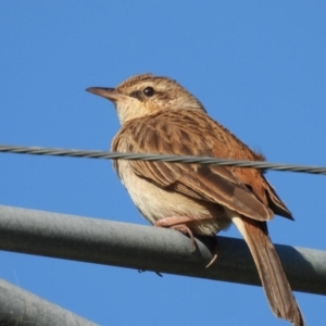 Cincloramphus mathewsi at Burrinjuck, NSW - 30 Sep 2023 03:50 PM