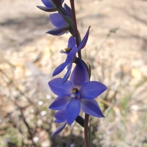 Thelymitra ixioides at Yass River, NSW - suppressed