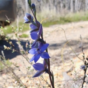 Thelymitra ixioides at Yass River, NSW - suppressed