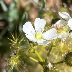 Drosera (genus) (A Sundew) at Fentons Creek, VIC - 27 Sep 2023 by KL