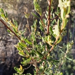 Pomaderris angustifolia at Yass River, NSW - 30 Sep 2023