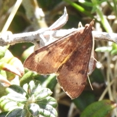 Uresiphita ornithopteralis (Tree Lucerne Moth) at Namadgi National Park - 30 Sep 2023 by JohnBundock