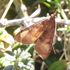 Uresiphita ornithopteralis (Tree Lucerne Moth) at Rendezvous Creek, ACT - 30 Sep 2023 by JohnBundock