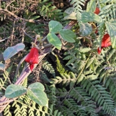 Kennedia rubicunda (Dusky Coral Pea) at Deua River Valley, NSW - 30 Sep 2023 by Csteele4