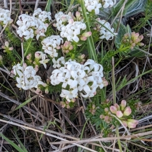 Asperula conferta at Tuggeranong, ACT - 30 Sep 2023