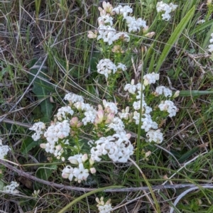 Asperula conferta at Tuggeranong, ACT - 30 Sep 2023