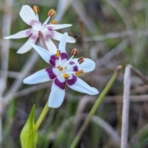 Wurmbea dioica subsp. dioica at Tuggeranong, ACT - 30 Sep 2023