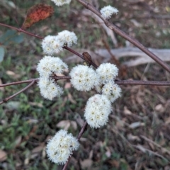 Eucalyptus dives (Broad-leaved Peppermint) at Tuggeranong, ACT - 30 Sep 2023 by HelenCross