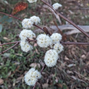 Eucalyptus dives at McQuoids Hill - 30 Sep 2023