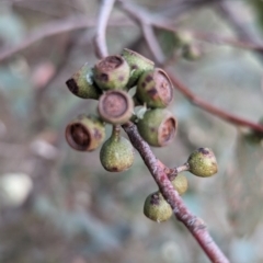 Eucalyptus dives at McQuoids Hill - 30 Sep 2023