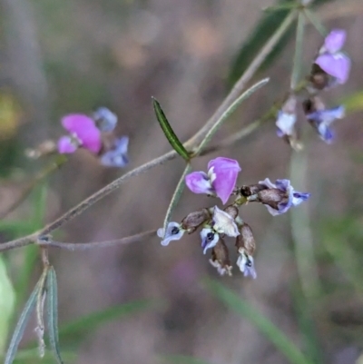 Glycine clandestina (Twining Glycine) at Tuggeranong, ACT - 30 Sep 2023 by HelenCross