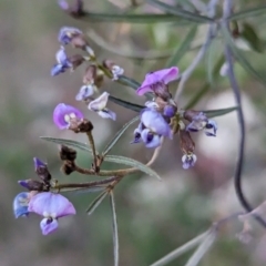 Glycine clandestina at Tuggeranong, ACT - 30 Sep 2023