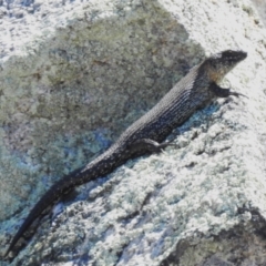 Egernia cunninghami (Cunningham's Skink) at Namadgi National Park - 30 Sep 2023 by JohnBundock